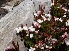 Epilobium rubro-marginatum