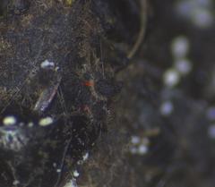 Sordaria macrospora