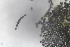 Sordaria macrospora