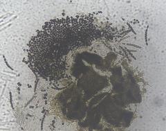 Sordaria macrospora