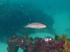 Stethojulis interrupta