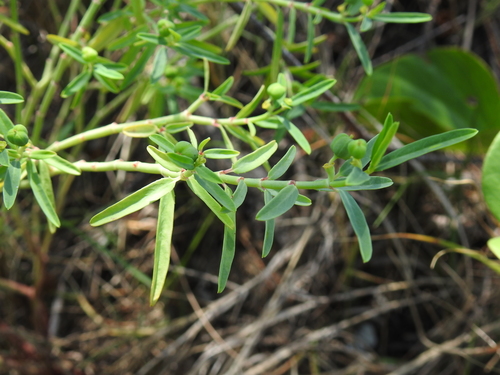 Euphorbia tannensis ssp. tannensis