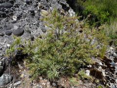 Dracophyllum trimorphum