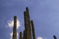 Stenocereus eichlamii