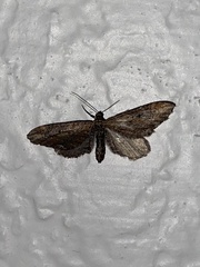 Eupithecia subapicata