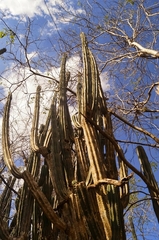 Stenocereus eichlamii