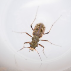 Neocicindela garnerae