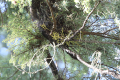 Arceuthobium tsugense tsugense