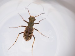 Neocicindela garnerae