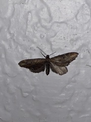 Eupithecia subapicata
