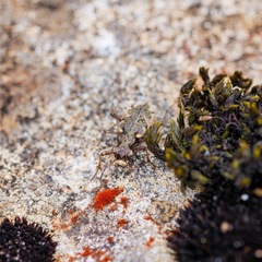 Neocicindela garnerae