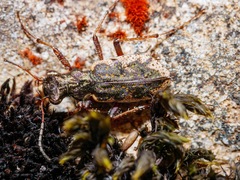 Neocicindela garnerae