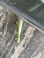 Rhombodera extensicollis