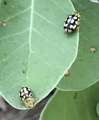 Phola octodecimguttata