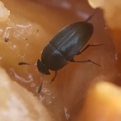 Ptomaphagus