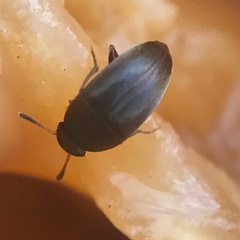 Ptomaphagus