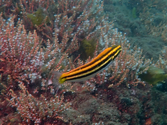 Petroscirtes fallax