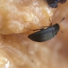 Ptomaphagus