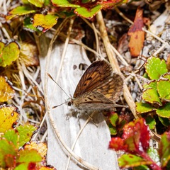 Lycaena tama