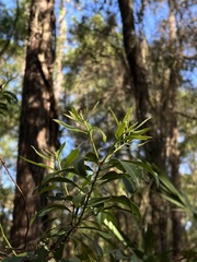 Morella cerifera image