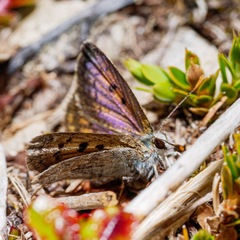 Lycaena tama