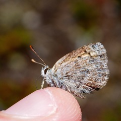 Lycaena tama