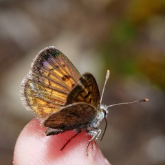 Lycaena tama