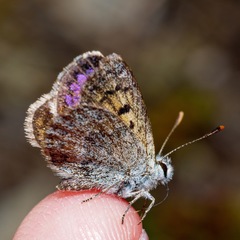 Lycaena tama