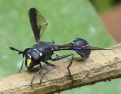Monoceromyia