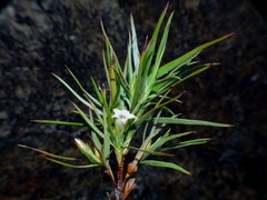 Dracophyllum trimorphum