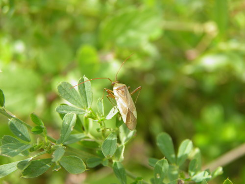 Liucerninė Žolblakė