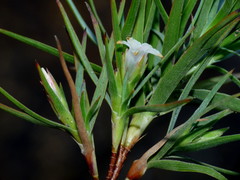 Dracophyllum trimorphum