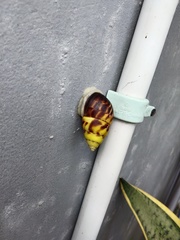 Amphidromus perversus