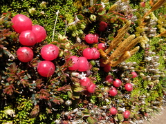 Gaultheria nubicola