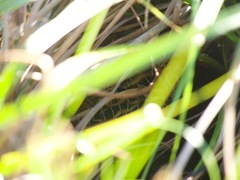 Coturnicops noveboracensis