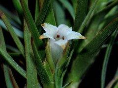 Dracophyllum trimorphum