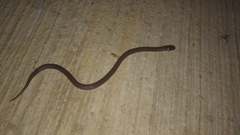 Tantilla
