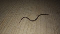 Tantilla