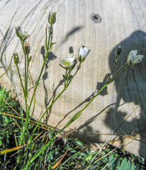 Eremogone formosa