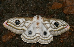 Heniocha apollonia