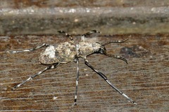 Chirotenon longimanus