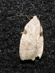 Zonopetala quadripustulella