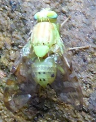 Acidoxantha