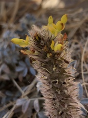 Dalea wrightii