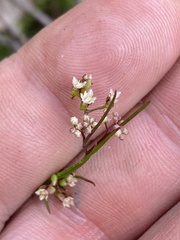 Platysace heterophylla