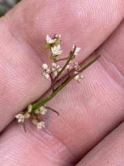 Platysace heterophylla