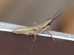 Monistria discrepans