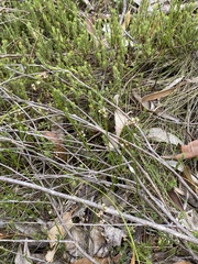 Platysace heterophylla