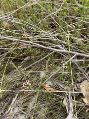 Platysace heterophylla