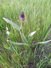 Muscari comosum
